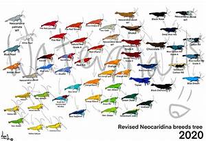 Neocaridina Shrimp Breeds Poster 2020 Etsy Uk