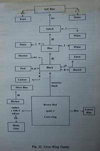 Pin By Richard Hobby On Gamefowl Rooster Breeds Chicken Breeds Chart