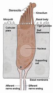Cochlea Hair Cells Diagram