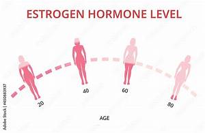 Estrogen Hormone Levels Chart Menopause Infographic Vector Stock
