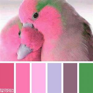Pink Parrotlet Patternpod Patternpodcolor Color Colorpalettes
