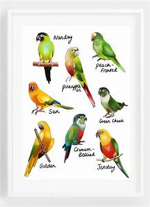 Conure Chart Print Conure Print Tropical Parrot Gift Etsy Uk