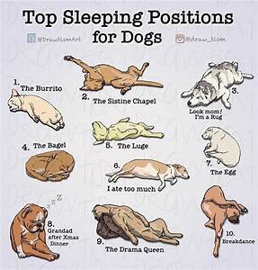 Pin By Judub On Dog Dog Sleeping Sleeping Dogs Dog Body