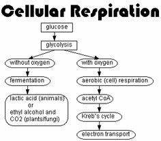 Cellular Respiration Flow Chart Steps Google Search Honors Bio