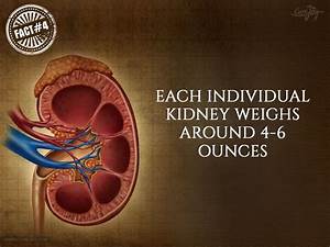 What Does A Kidney Weigh Healthykidneyclub Com