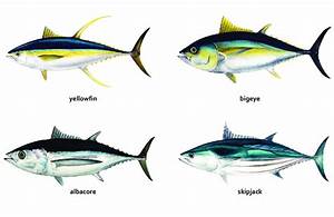 The Four Main Tuna Species In The Tropical And Subtropical Waters Of