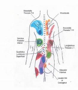 Neck To Buttocks Front And Rear Trigger Point Chart 4 Copyright