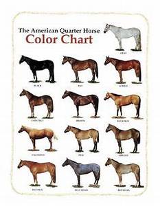 1000 Images About Quarter Horses On Pinterest American Quarter Horse