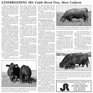 linebreeding 101 cattle breed true more uniform news judd ranch