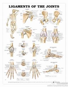 医学微直播的微博 新浪微博 随时随地分享身边的新鲜事儿 Joints Anatomy Physical Therapy Anatomy