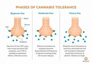 The Science Of Cannabis Tolerance Boojum Group