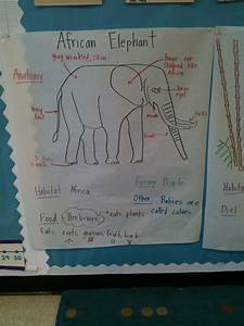 Animal Unit Elephant Pictorial Input Chart My Board Pinterest