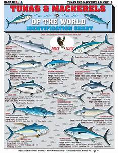 The Chart Of Tuna And Mackerel Saltwater Fishing Salt Water Fish