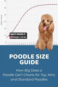 Interactive Poodle Miniature Growth Chart And Calculator Puppy