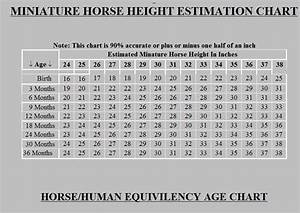 Miniature Horse Size Growth Chart Mini Horse Plus And Minus Miniature