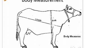 Beef Cattle Weight Tape Chart In Kg Beef Poster