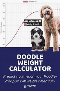 How Big Will My Dog Be Based On His Current Weight Unraveling The