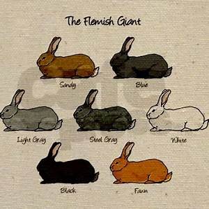 Flemish Giant Rabbit The Largest Domestic Rabbit Breed The Pets Dialogue