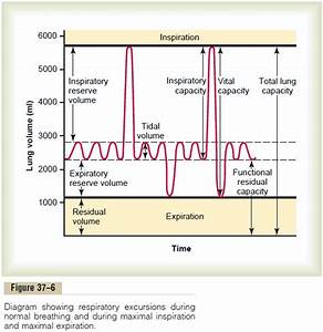 Pulmonary Volumes And Capacities