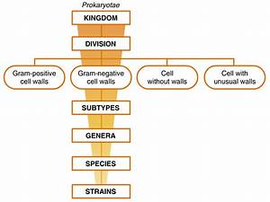 Classification System Of Bacteria Zero Infections
