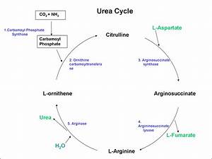 What Is Urea Cycle Lifesun Urea Cycle Biochemistry Medical