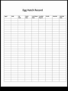 Egg Hatching Chart Chicken Brooder Egg Production Chart Hatching Eggs