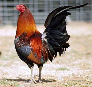 American Game Fowl Everything You Need To Know With Photos Videos