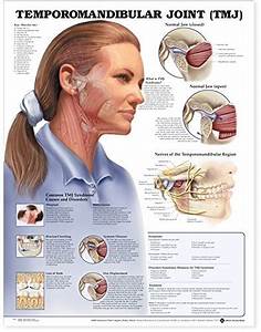 Gregor Neven Read Pdf Temporomandibular Joint Tmj Anatomical Chart
