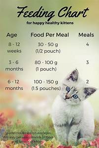 In This Article We Are Going To Make Feeding Your Kitten Easy We Ll