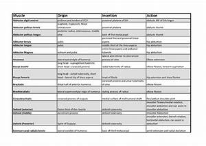 notes about 39 muscle origins and insertions 39 pdf muscle origin