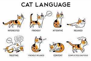 Understanding Cat Language And Signals By Outdoor Cats Medium