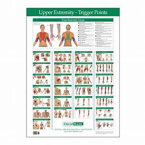 trigger point chart upper extremity therapy charts