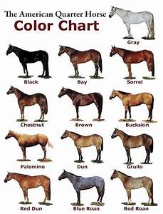 American Quarter Horse Color Chart Horse Breeds Horse Color Chart