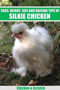 Silkie Chickens Eggs Height Size And Raising Tips
