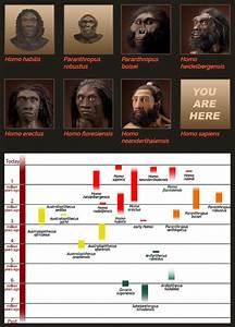 The Origin Of Sapiens Timeline Of Human Evolution