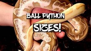 Balll Python Sizes From Hatchling To Youtube