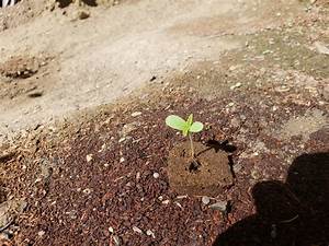 Female Seeds C99 Grow Journal Week1 By Deathevil Growdiaries