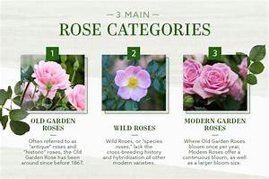 The Different Types Of Roses An Ultimate Guide