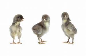 Olive Egger Chickens All You Need To Know Eggs Appearance And More