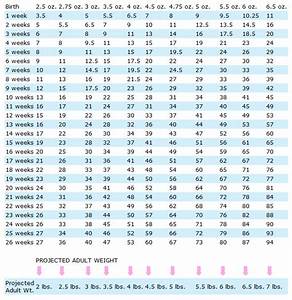 Toy Poodle Growth Chart Wow Blog