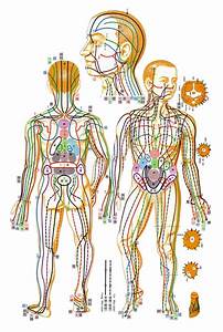 The Main Meridians Of Tcm Aśvattha