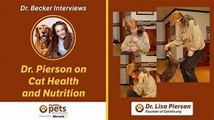 Dr Becker Interviews Dr Pierson About Cat Health And Nutrition Youtube