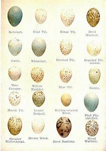 Egg Identification Chart Egg Nest Bird Nest Bird Egg Identification