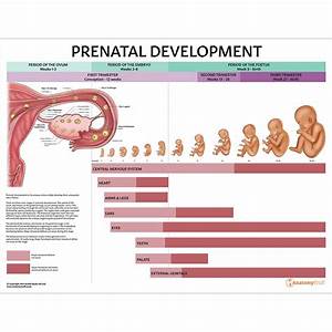 Prenatal Development Chart Poster Laminated Ubicaciondepersonas Cdmx