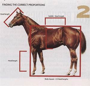 De 60 Bästa Horse Conformation Bilderna På Pinterest Hästar
