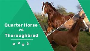 Quarter Horse Vs Thoroughbred Notable Differences With Pictures