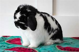 Holland Lop Color Chart Holland Lop Rabbit Colors Ohio Holland Lops