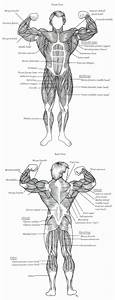 Arnold Anatomy Muscle Chart Bodybuilding