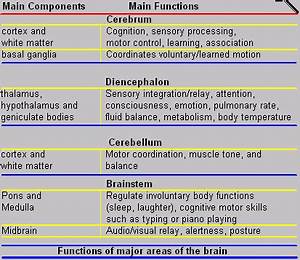 Brain Functional Areas Chart Understanding Context