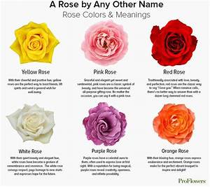 Rose Color Chart Meanings Rose Color Meanings Rose Meaning Flower
